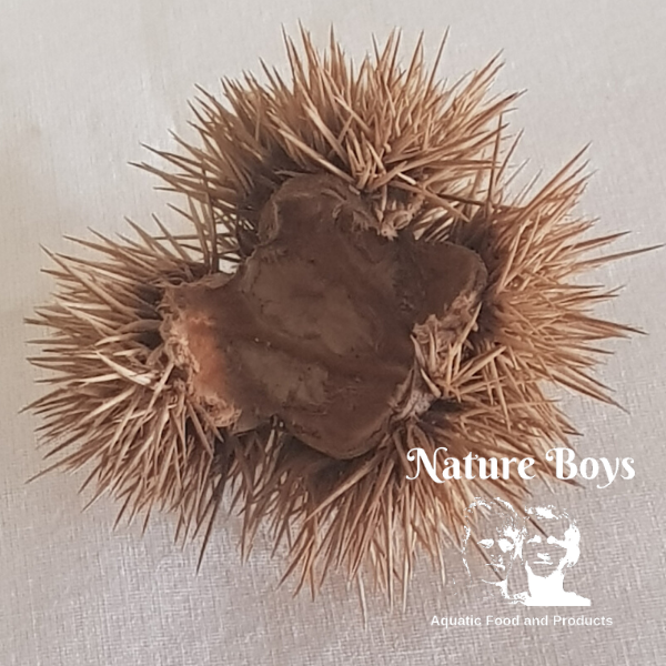 NatureBoys DBS Husks