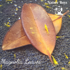 NatureBoys Magnolia Leaves 'M' 14-18cm (10pc)