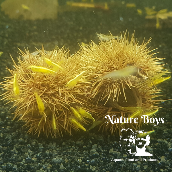 NatureBoys DBS Husks - Image 3