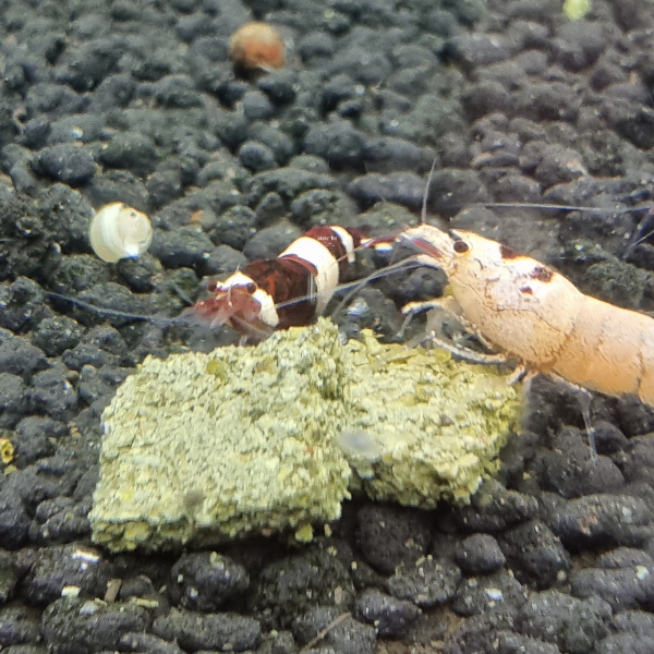 NatureBoys Stingy Moringa Food (21g) - Image 3