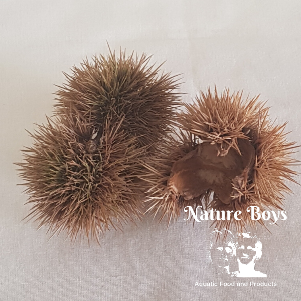 NatureBoys DBS Husks - Image 2