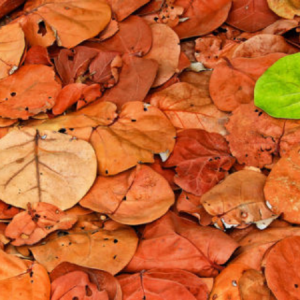 Botanicals