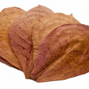 Indian Almond Leaves