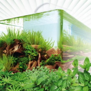 Aquascape