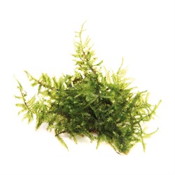 Moss