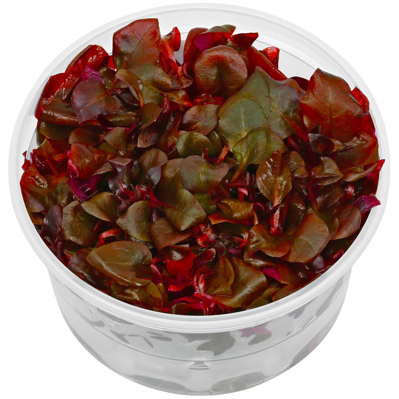 Dennerle Plants Alternanthera reineckii 'Lila' 'PURPLE', In-Vitro (DPL30054)