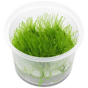 Dennerle Plants Amblystegium serpens In-Vitro (DPL30305)