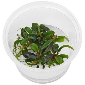 Dennerle Bucephalandra spec. ´Serimbu Brown´, In-Vitro (DPL30268)