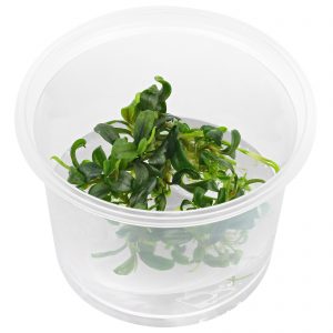 Dennerle Bucephalandra micrantha ‘Needle Leaf‘, In-Vitro (DPL30267)