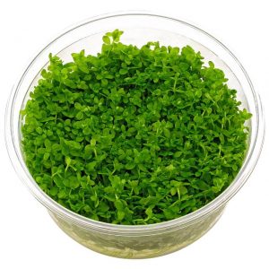 Dennerle Plants Micranthemum tweedie, In-Vitro (DPL30038)