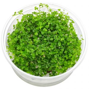 Dennerle Plants Hydrocotyle tripartita ´Mini´, In-Vitro (DPL30440)