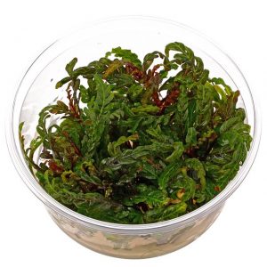 Dennerle Plants Hygrophila pinnatifida, In-Vitro (DPL30260)