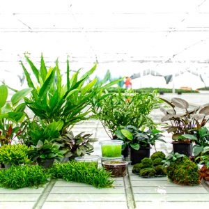 All Dennerle Plants