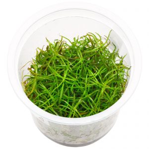 Dennerle Plants Ludwigia arcuata In-Vitro (DPL30043)