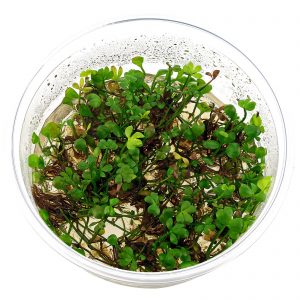 Dennerle Plants Marsilea hirsuta In-Vitro (DPL00137)