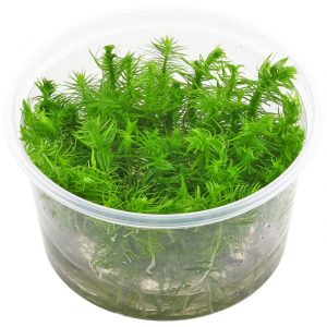 Dennerle Plants Pogostemon deccanensis, In-Vitro (DPL30041)