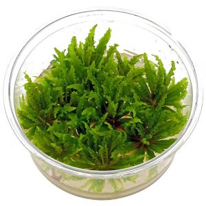 Dennerle Plants Pogostemon helferi, In-Vitro (DPL30236)