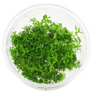 Dennerle Plants Proserpinaca palustris, In-Vitro (DPL30158)