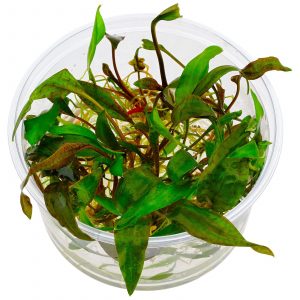 Dennerle Plants Cryptocoryne x purpurea, In-Vitro (DPL30019)