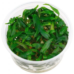 Dennerle Cryptocoryne wendtii 'Broad Leaf', In-Vitro (DPL30057)