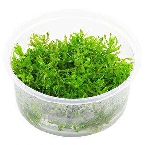 Dennerle Plants Didiplis diandra, In-Vitro (DPL30159)