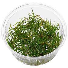 Dennerle Plants Helanthium tenellum 'Red' In-Vitro (DPL30306)