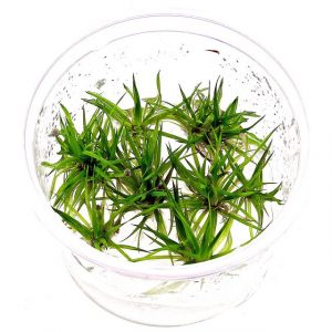 Dennerle Plants Eriocaulon cinereum, In-Vitro (DPL30436)