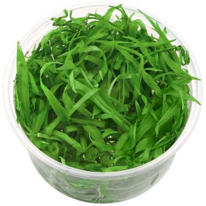 Dennerle Plants Helanthium bolivianum 'Quadricostatus', In-Vitro (DPL30437)