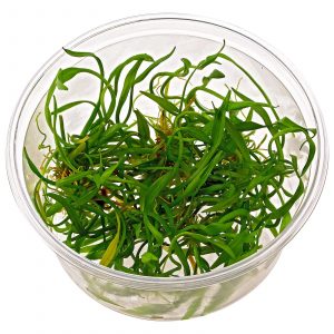 Dennerle Plants Helanthium tenellum 'Broad Leaf', In-Vitro (DPL30013)