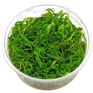 Dennerle Plants Heteranthera zosterifolia, In-Vitro (DPL30011)