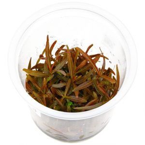 Dennerle Plants Hygrophila lancea 'Araguaia', In-Vitro (DPL30259)
