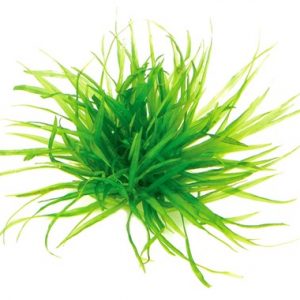 Dennerle Plants Blyxa japonica In-Vitro (DPL30469)