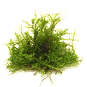 Dennerle Plants Vesicularia ferriei 'Weeping Moss', In-Vitro (DPL30066)