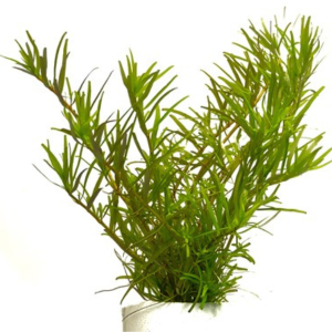 Dennerle Plants Rotala sp. 'Wayanad', In-Vitro (DPL30470)