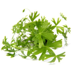 Dennerle Plants Ranunculus inundatus, In-Vitro (DPL30067)