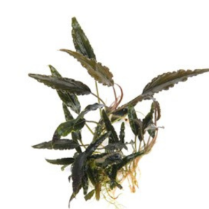 Dennerle Plants Schismatoglottis roseaspatha, In-Vitro (DPL30468)