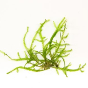 Dennerle Plants Taxiphyllum spec. 'Giant', In-Vitro (DPL30442)