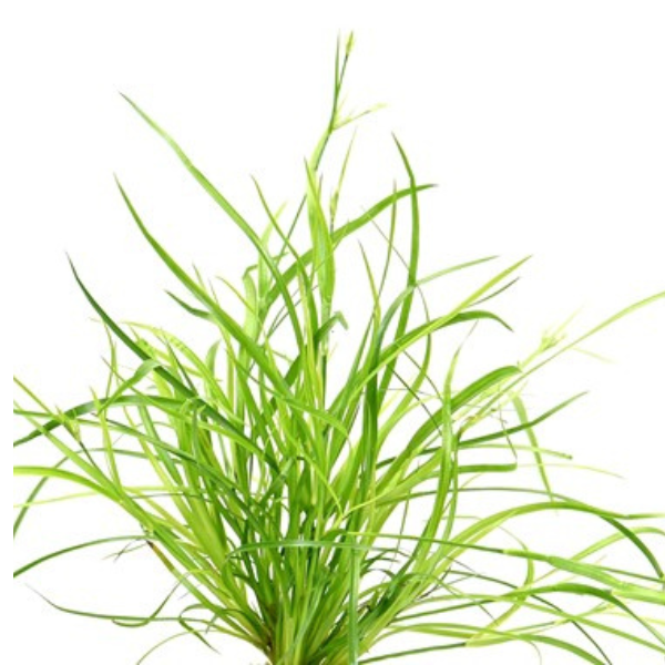 Dennerle Plants Juncus repens, In-Vitro (DPL30009) - Image 2