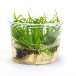 Dennerle Plants Juncus repens, In-Vitro (DPL30009)