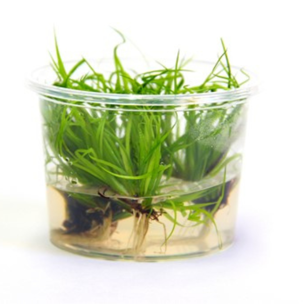Dennerle Plants Juncus repens, In-Vitro (DPL30009)