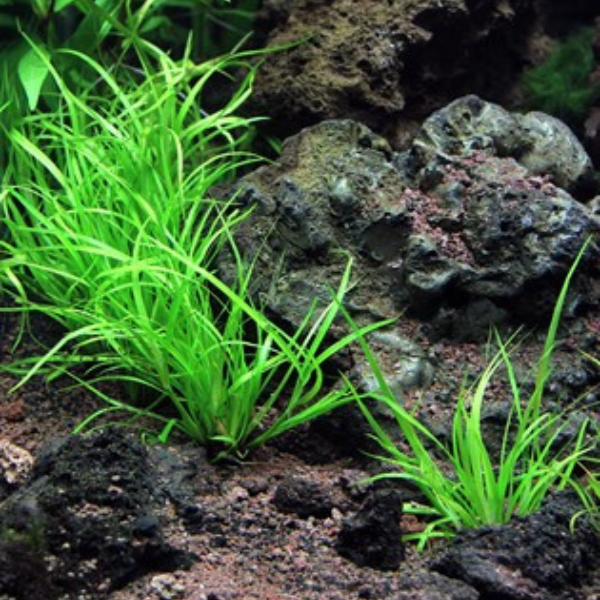 Dennerle Plants Juncus repens, In-Vitro (DPL30009) - Image 3