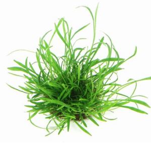 Dennerle Plants Lilaeopsis brasilliensis, In-Vitro (DPL30261)