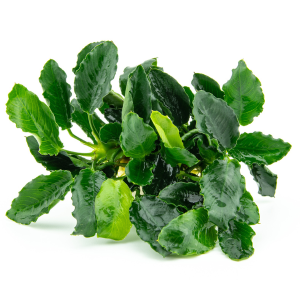 Dennerle Anubias barteri var.nana ´Kirin´