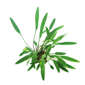 Dennerle Cryptocoryne lucens (DPL00648)