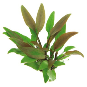 Dennerle Cryptocoryne lutea (DPL00435)