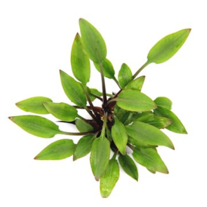 Dennerle Cryptocoryne lutea Hobbit (DPL30031)