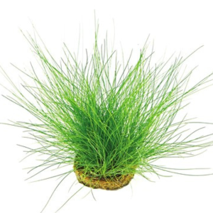 ELEOCHARIS ACICULARIS