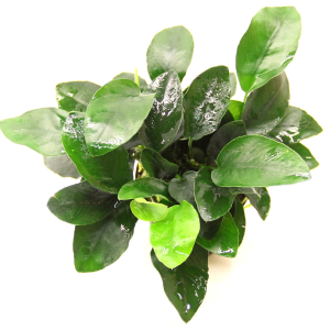 Dennerle Anubias bart.nana 'Multiple shoots' (DPL00781)