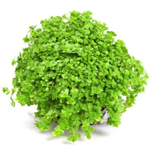 HEMIANTHUS CALLITRICHOIDES 'CUBA'