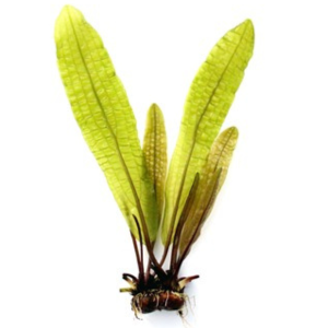 Dennerle Aponogeton boivinianus